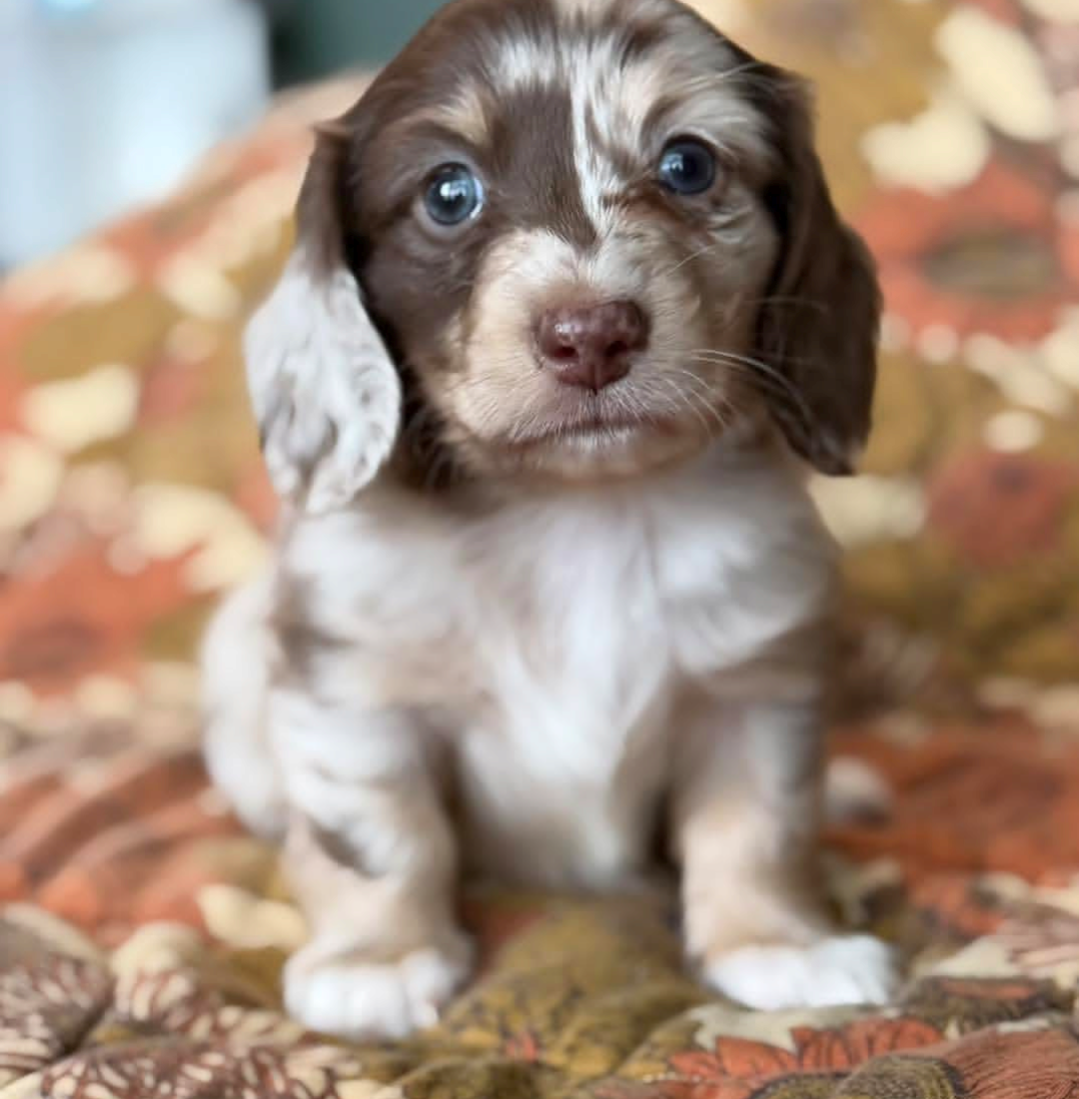 Juniper, a Chocolate Dapple longhair dachshund puppy