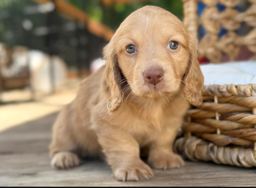 Rusty, a Red longhair dachshund puppy