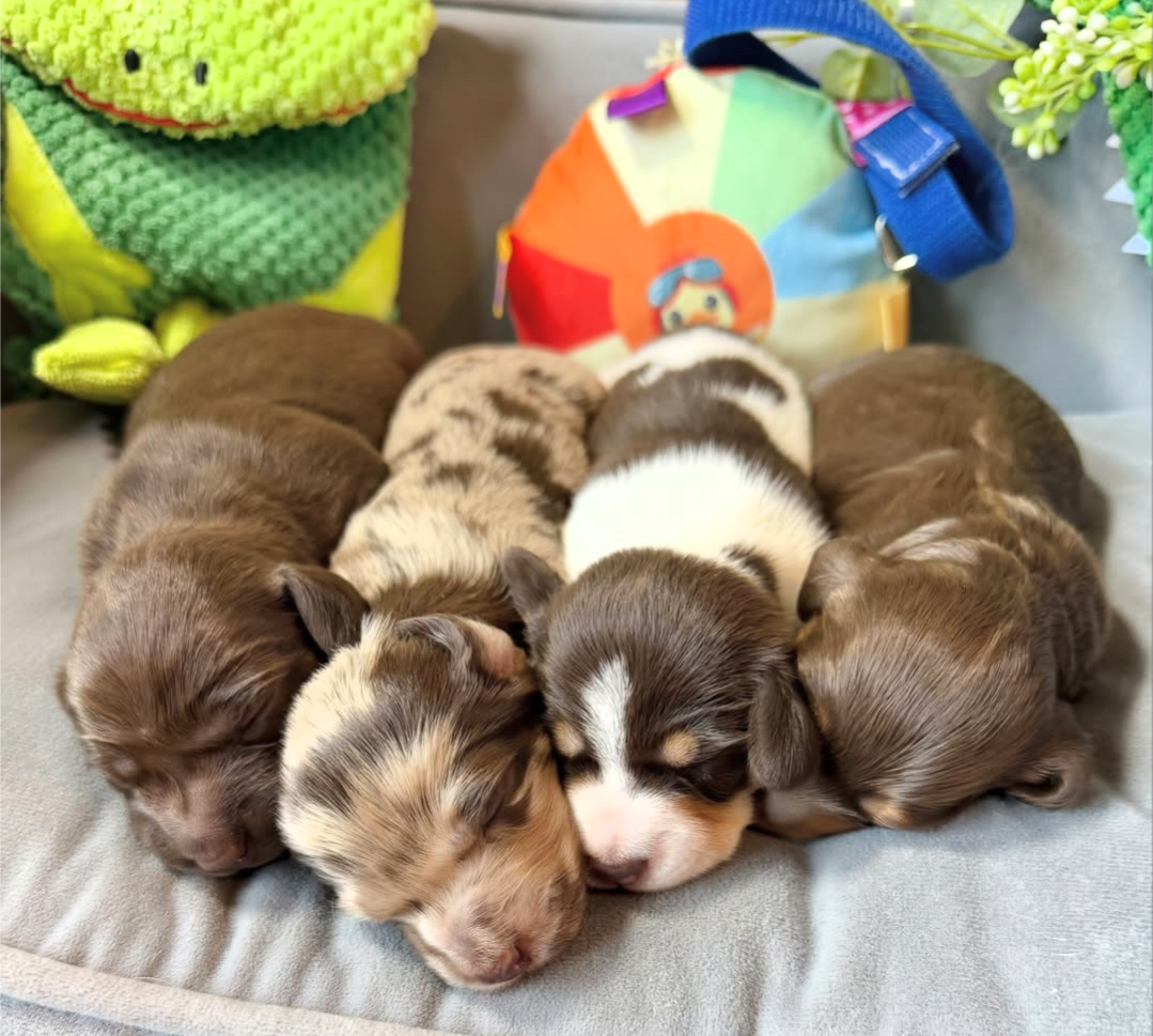 A cuddle pile of Wigglebutt Dachshund puppies napping together